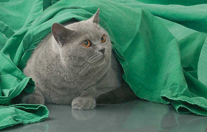 operationen vorbereitung nachbereitung hunde katzen tierarzt kersebohm