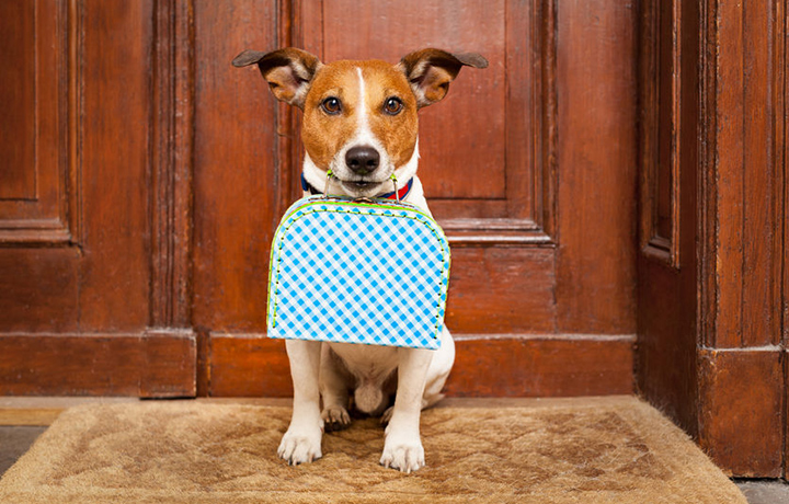 reisen tierpension urlaub hund kersebohm
