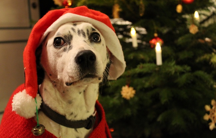 vergiftete weihnachten kersebohm tierarzt lnen dormtund brambauer