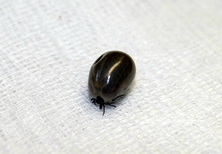 zecke tierarzt kersebohm luenen dortmund nrw