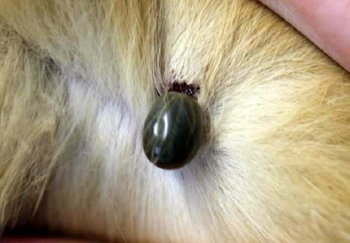 zecken tierarzt kersebohm luenen nrw dortmund